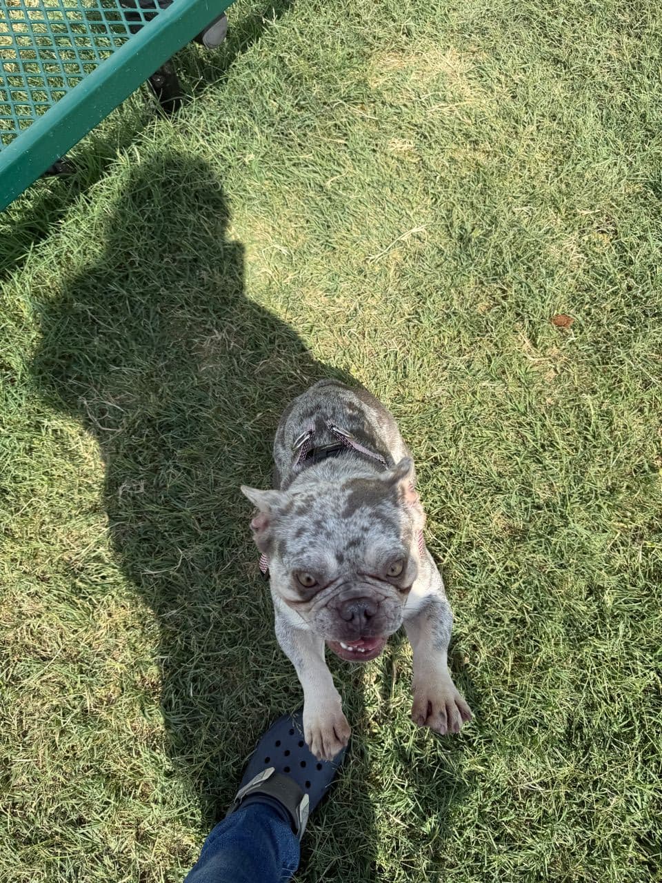 Pet travel photo 1