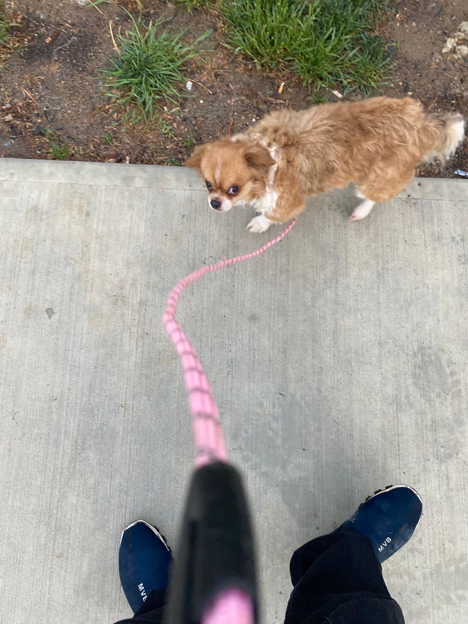 Pet travel photo 4