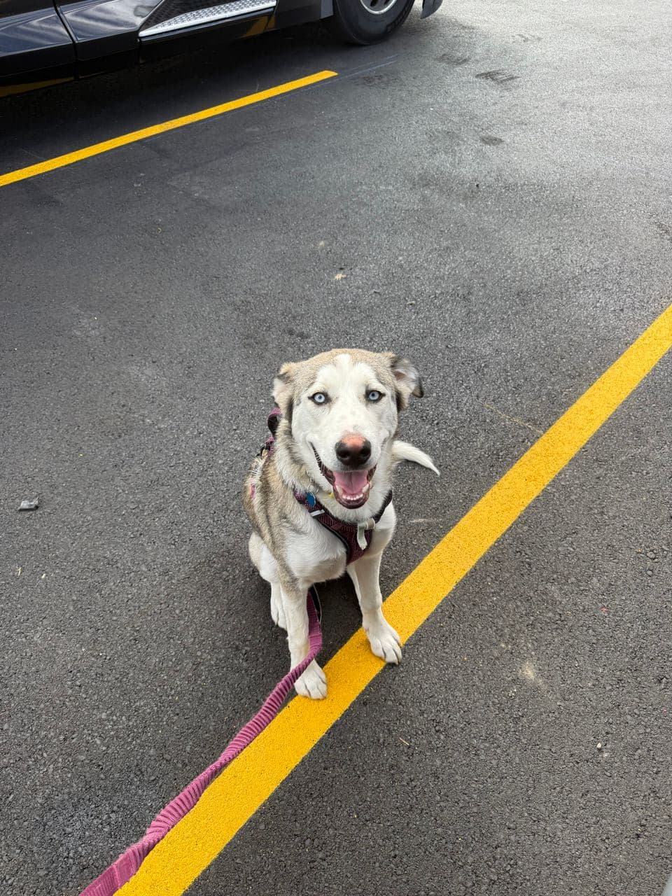 Pet travel photo 1