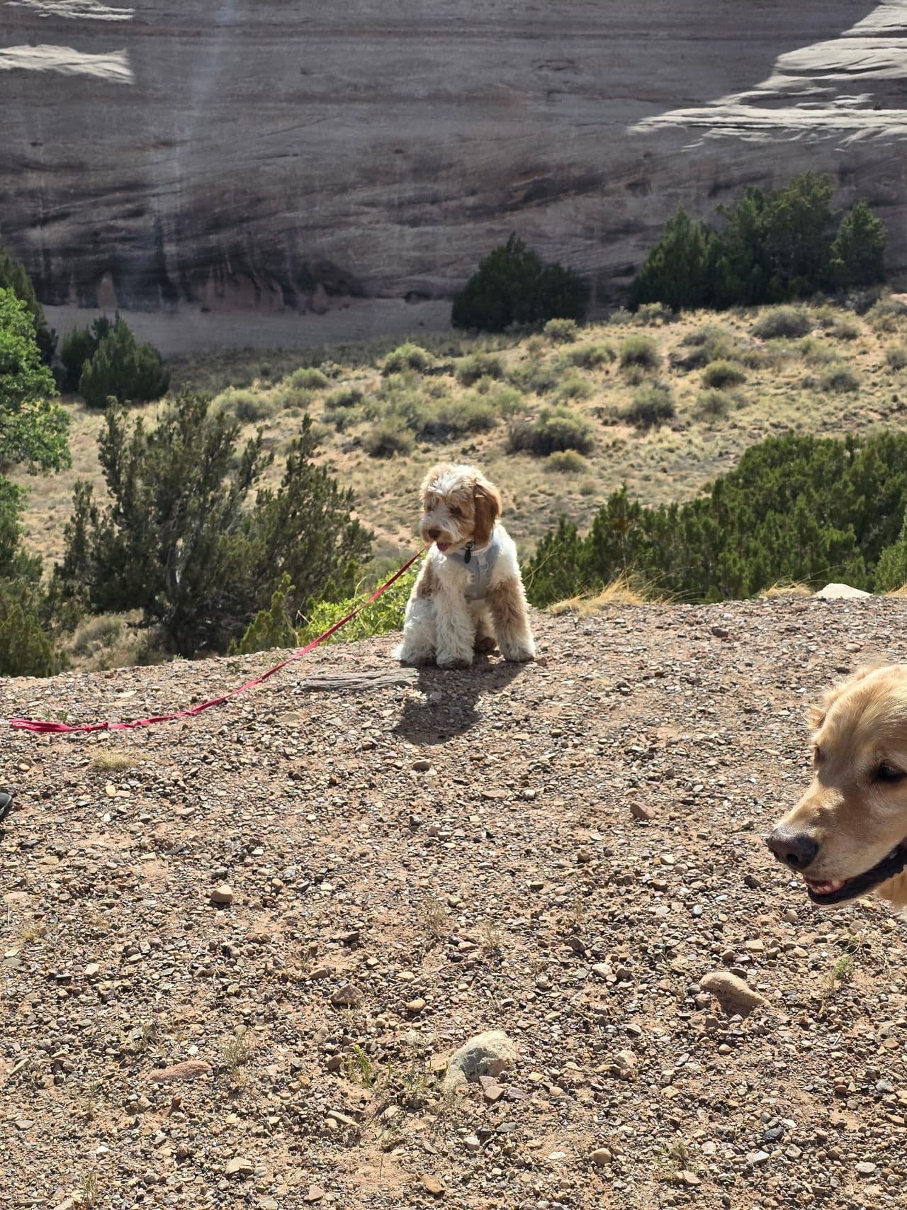 Pet travel photo 5