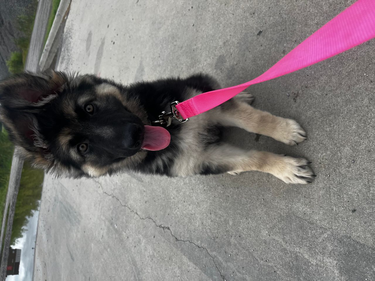 Pet travel photo 4