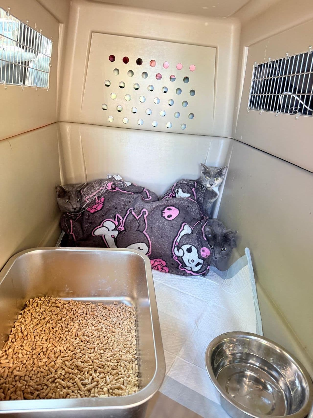 Pet travel photo 5