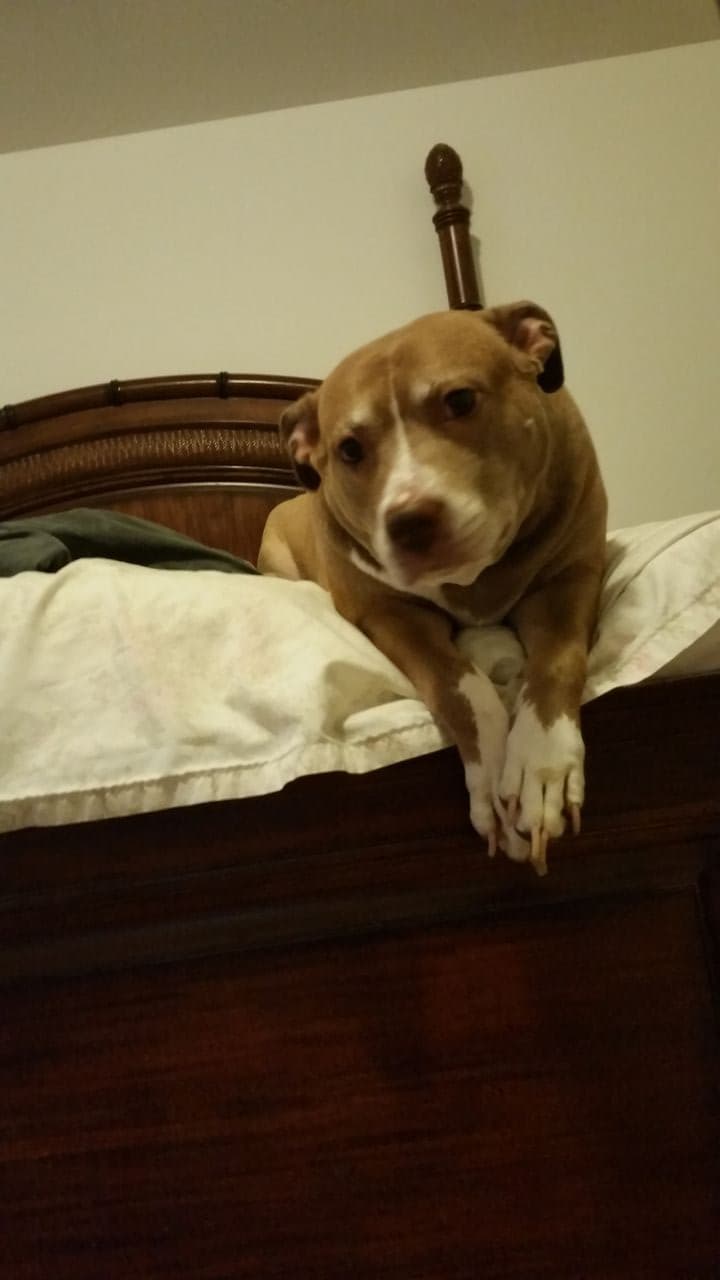 Pet travel photo 5