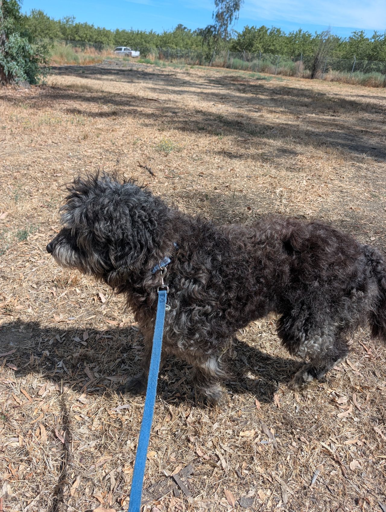 Pet travel photo 2