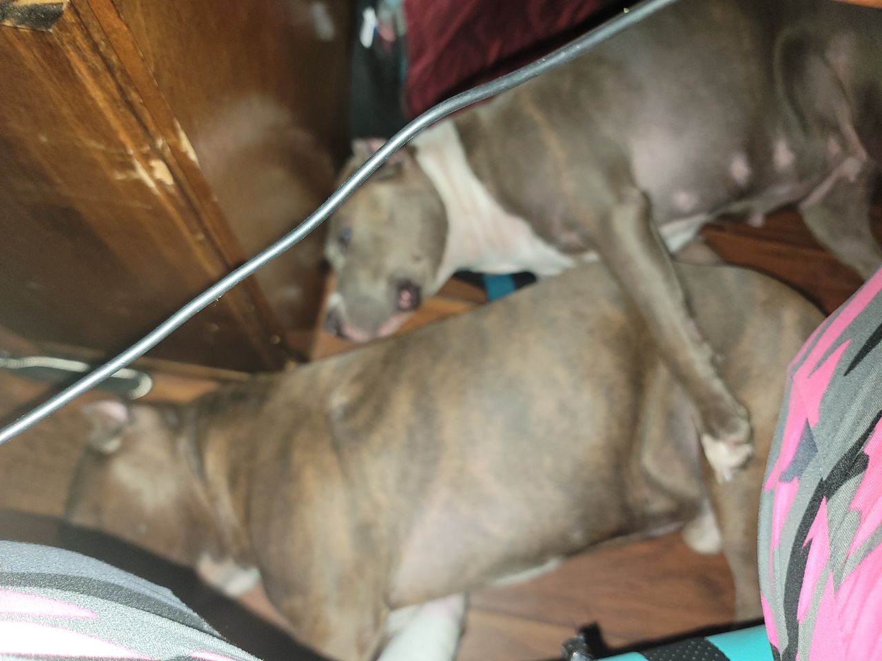 Pet travel photo 4