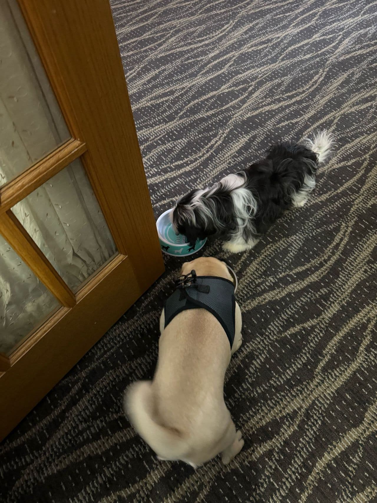 Pet travel photo 2