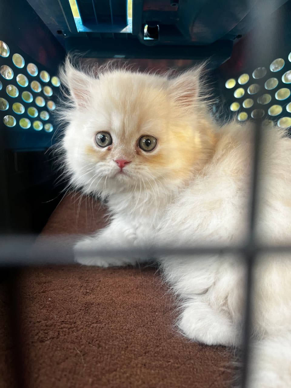 Pet travel photo 5