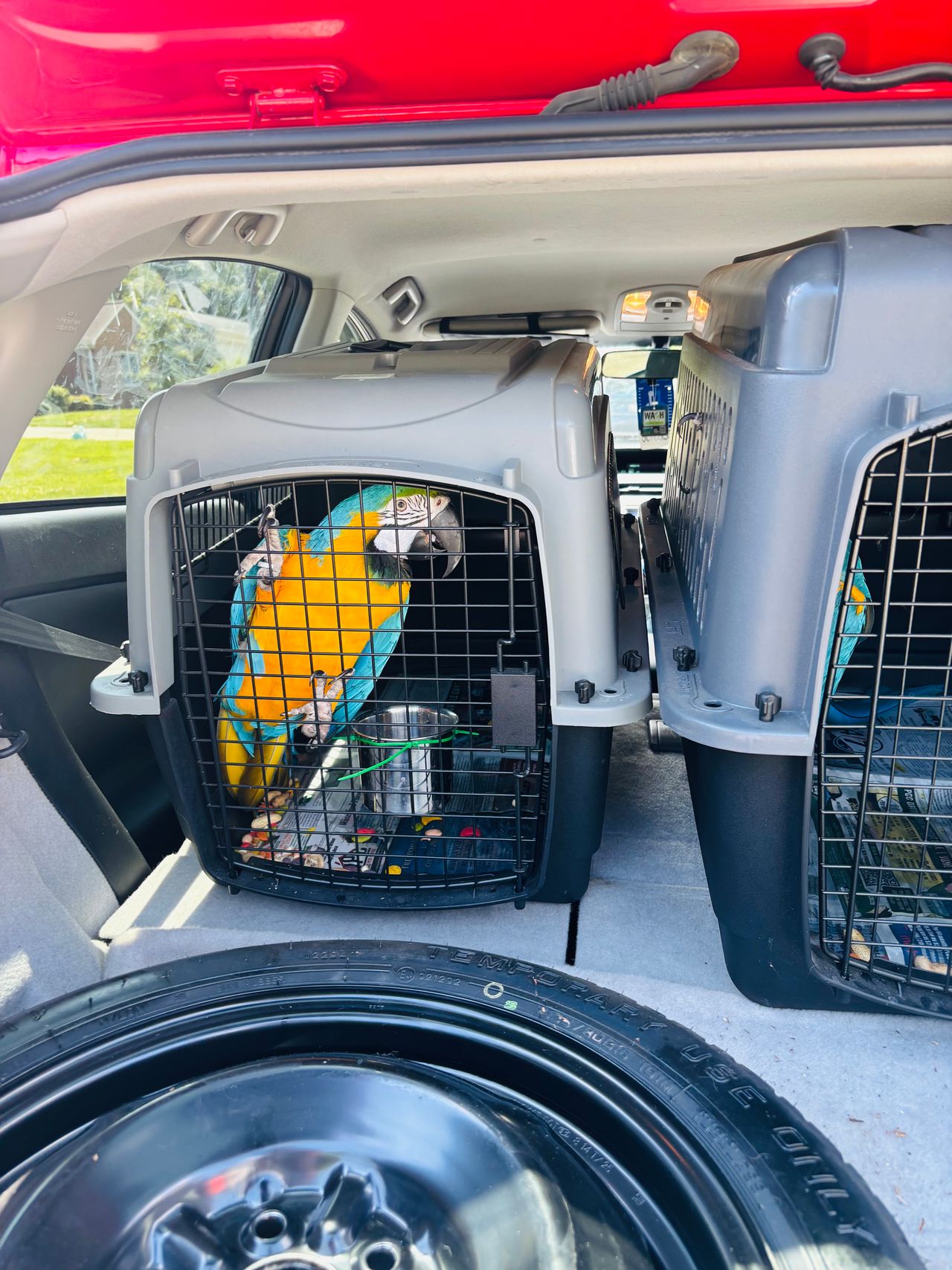 Pet travel photo 5