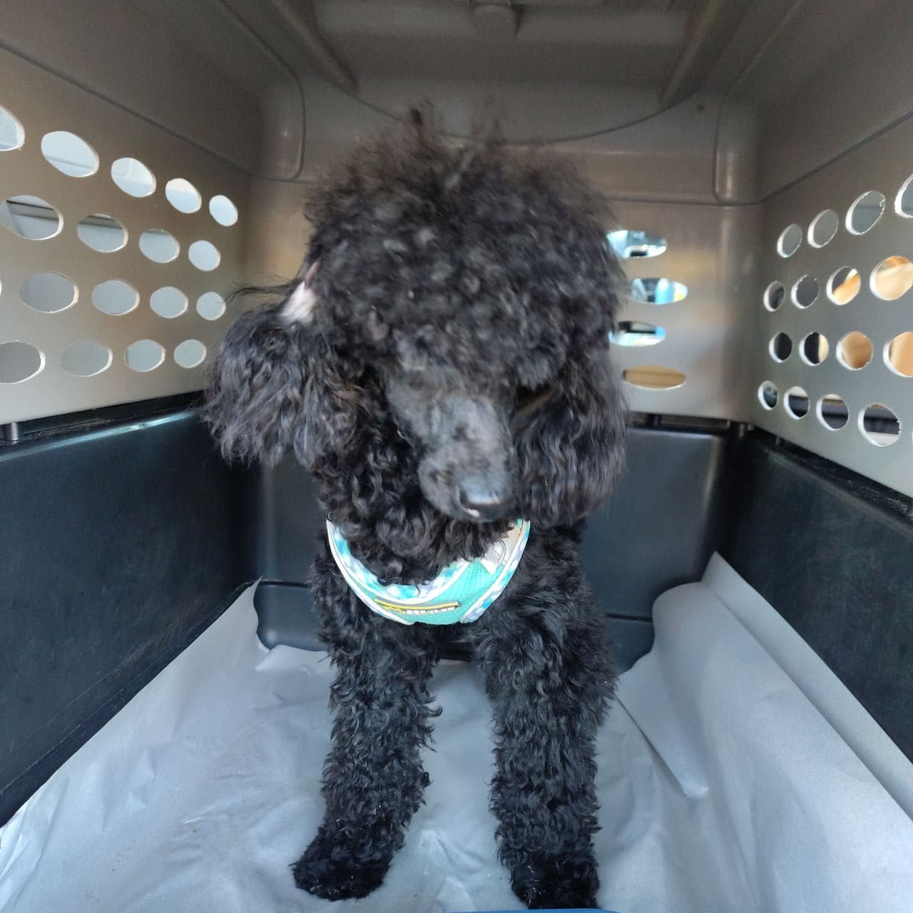 Pet travel photo 3
