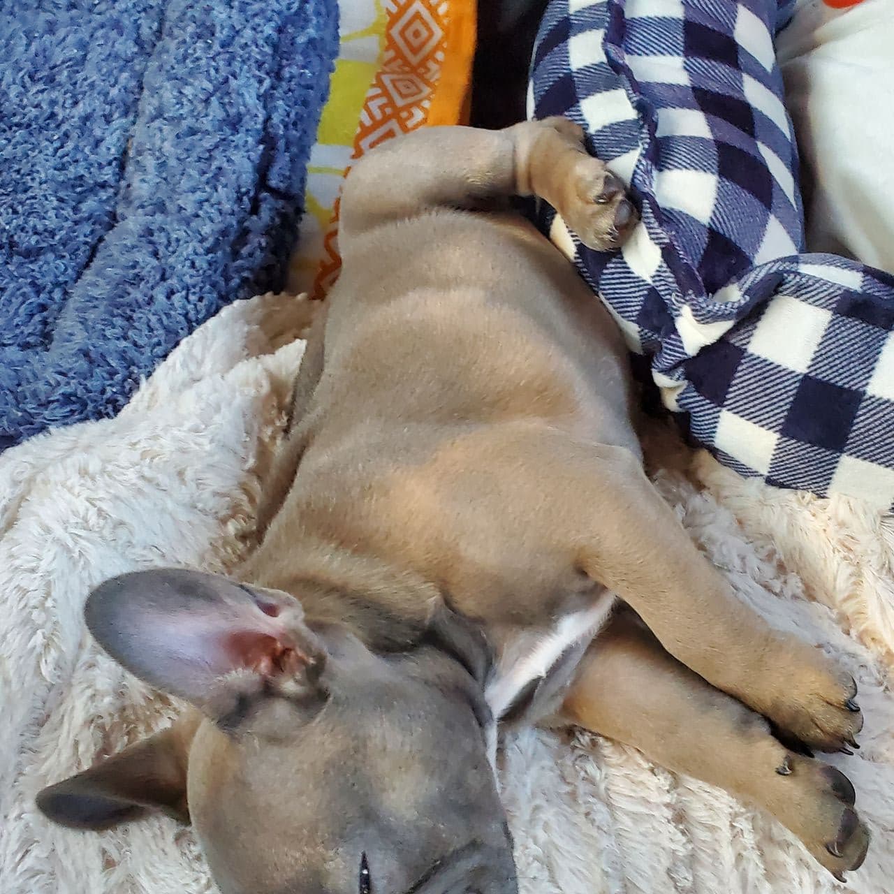 Pet travel photo 5