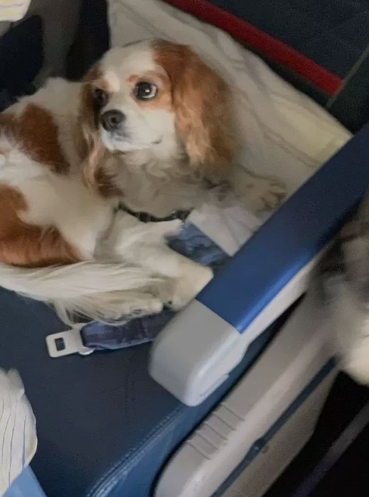 Pet travel photo 4