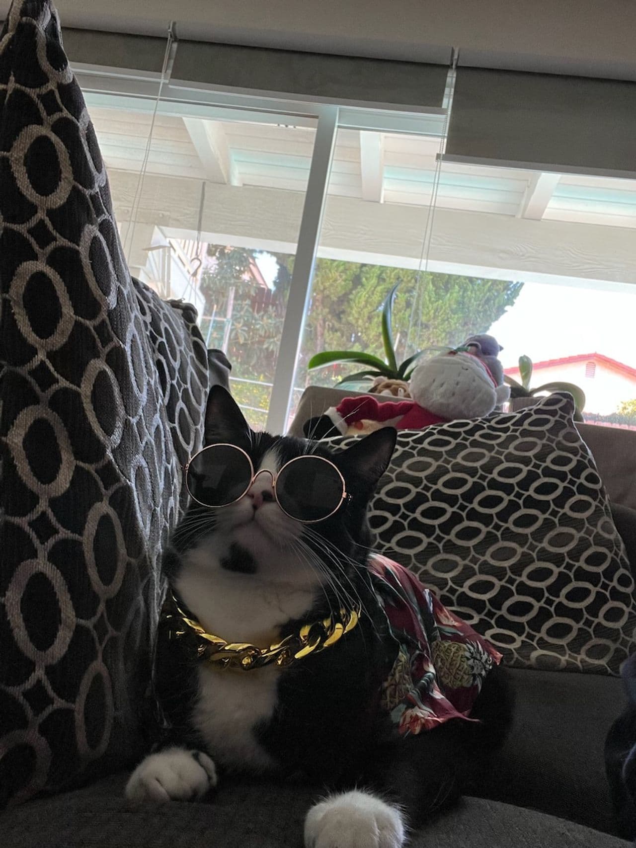 Pet travel photo 2