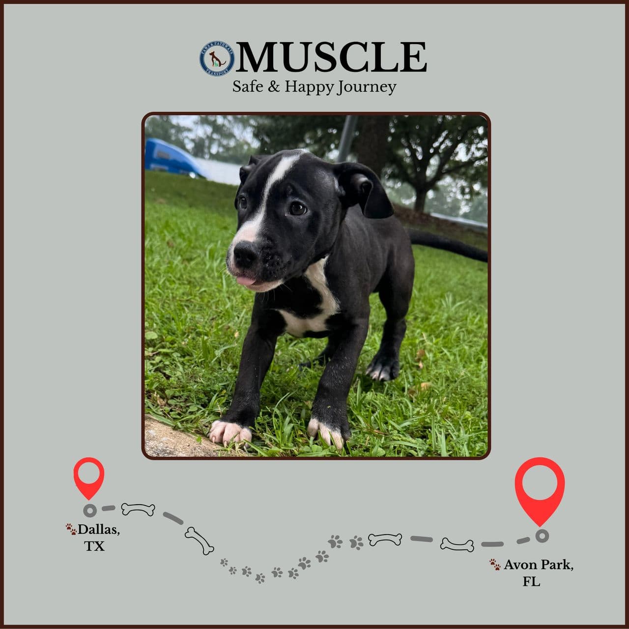 Pet travel photo 1