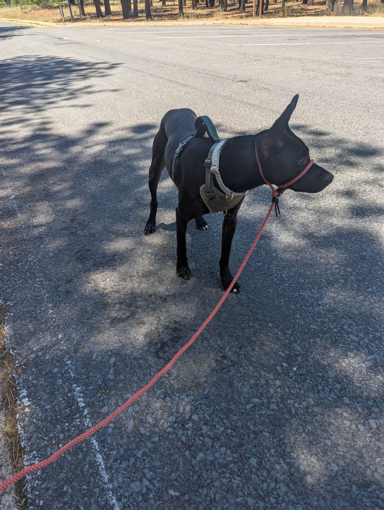 Pet travel photo 4