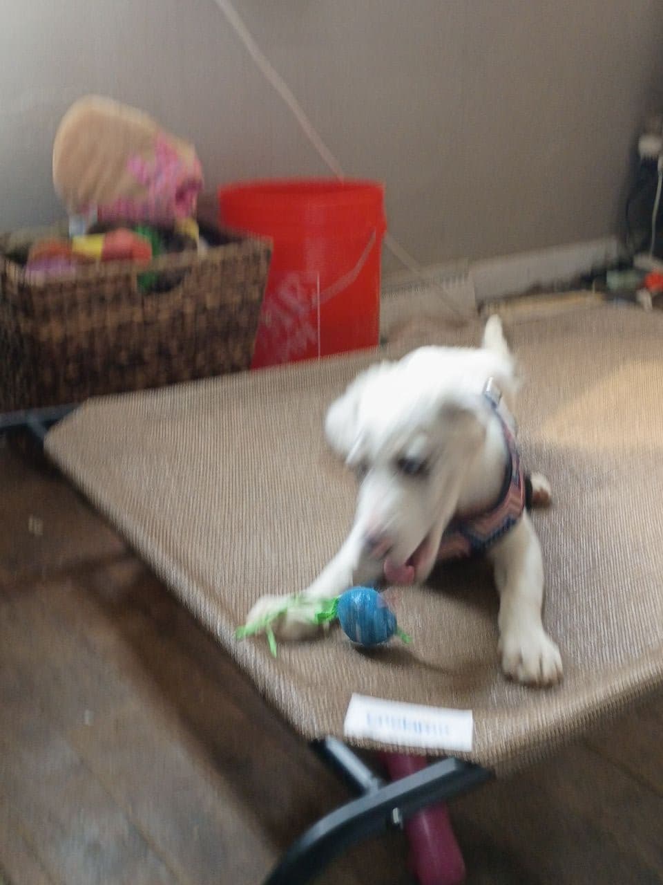 Pet travel photo 3
