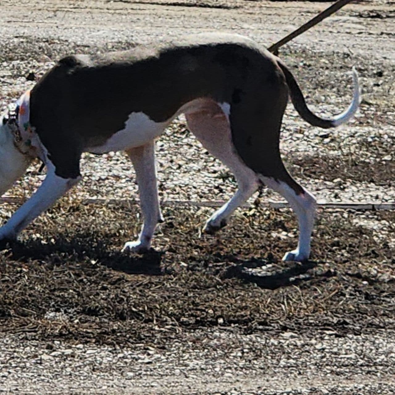 Pet travel photo 6