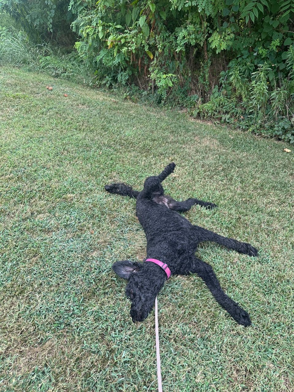 Pet travel photo 5