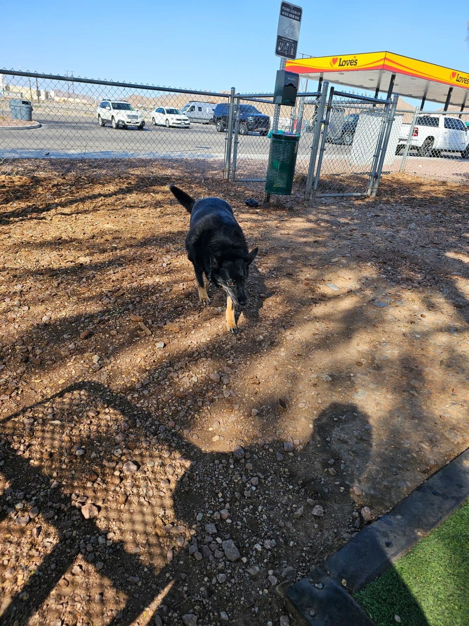 Pet travel photo 5
