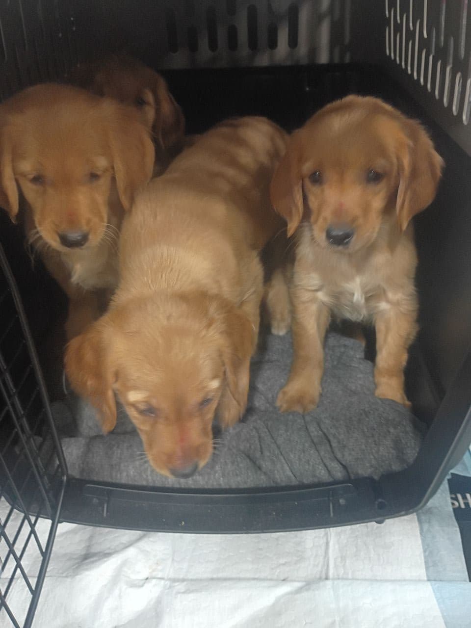 Pet travel photo 4