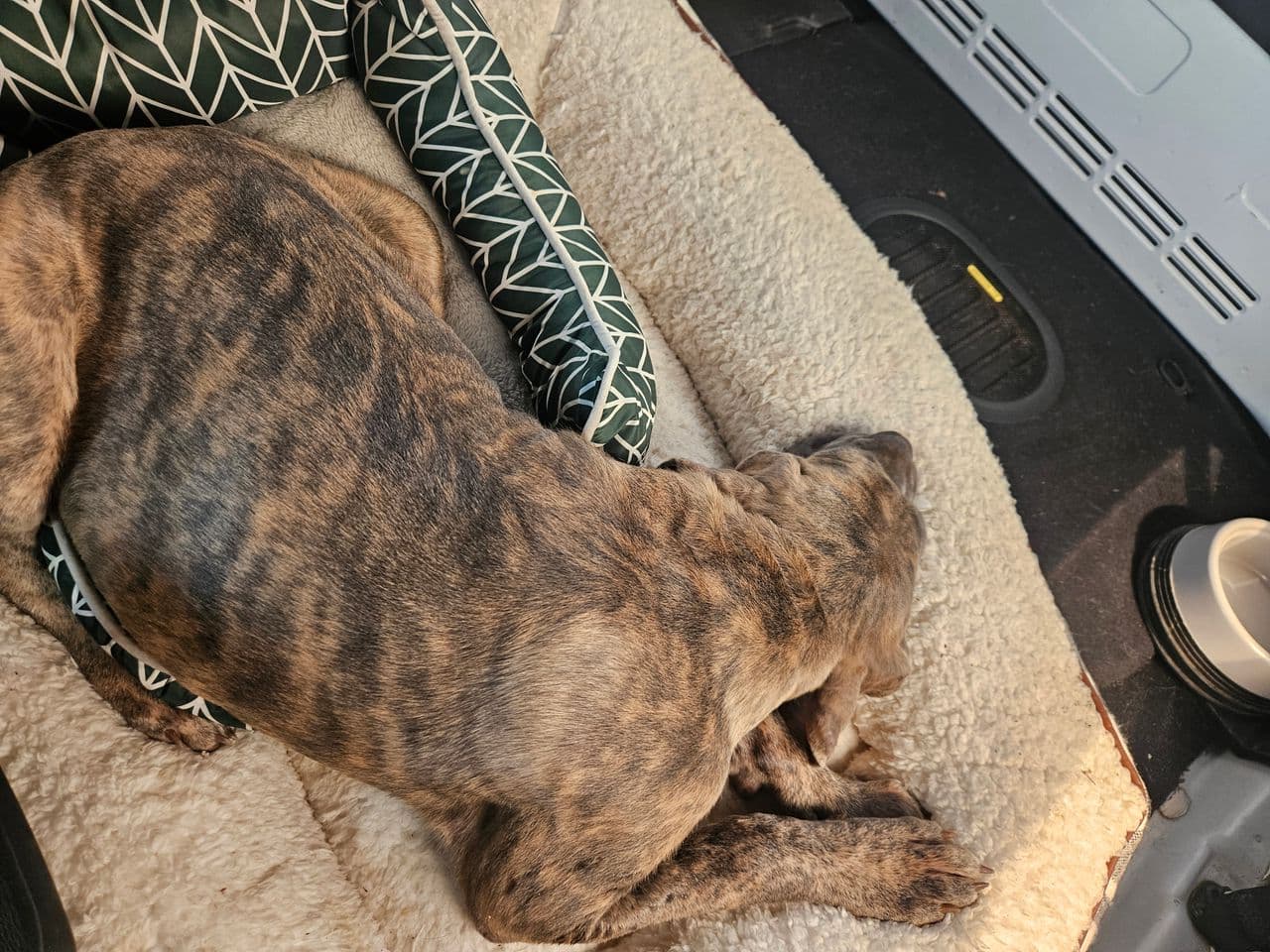 Pet travel photo 6