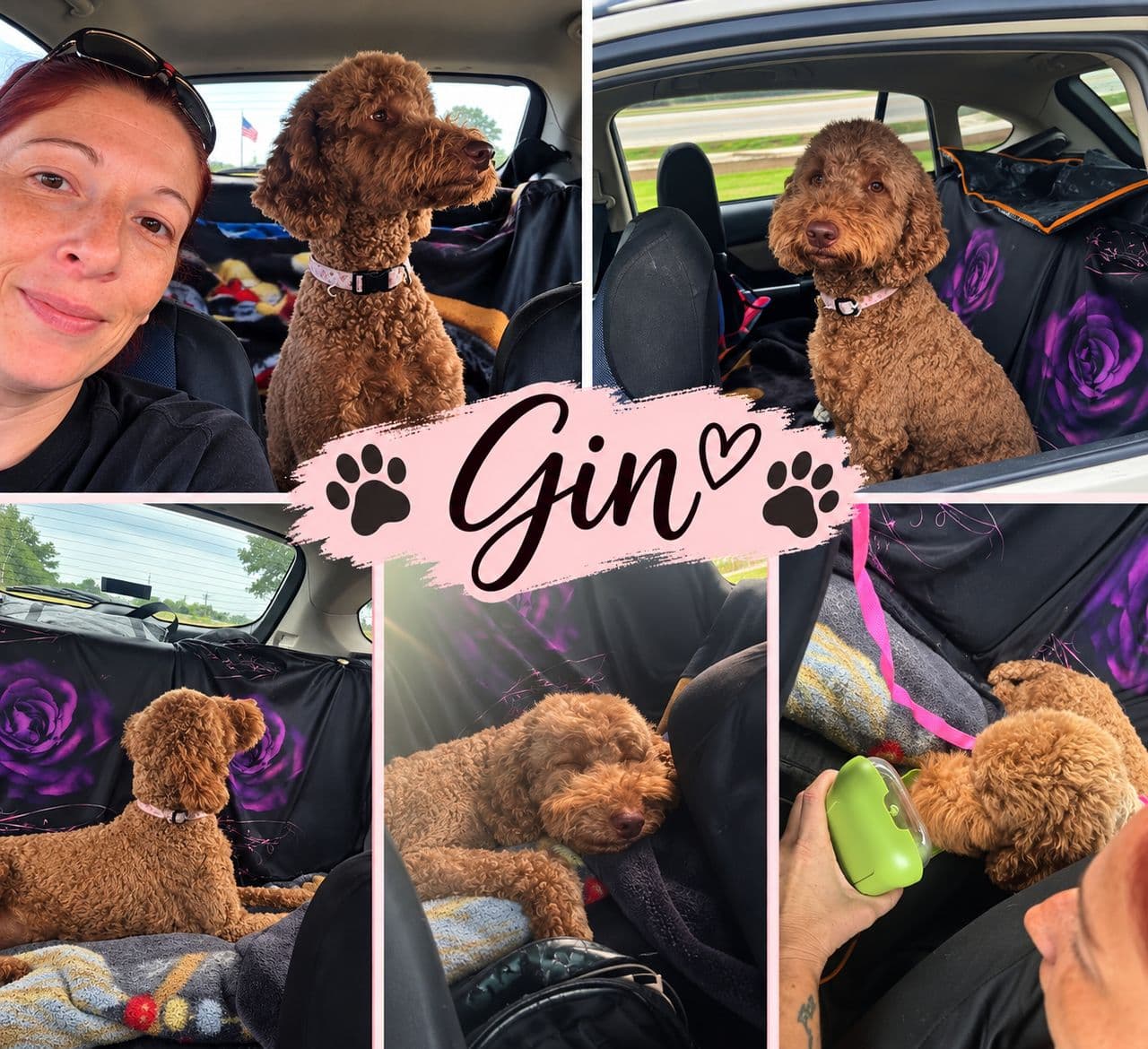 Pet travel photo 4