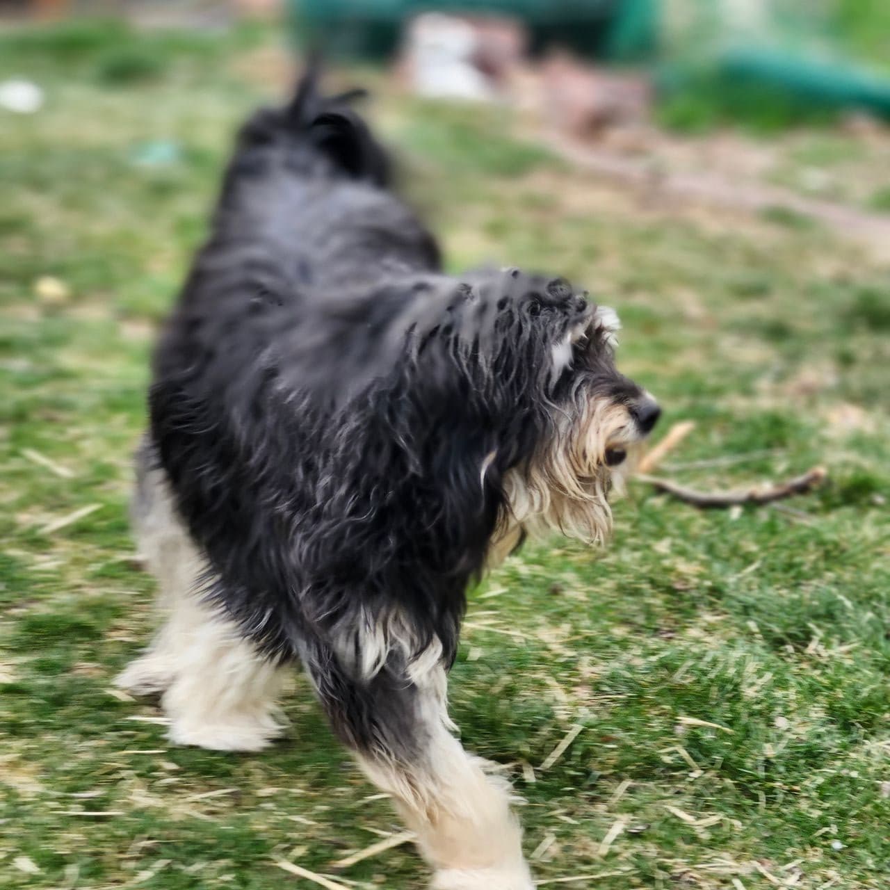 Pet travel photo 2