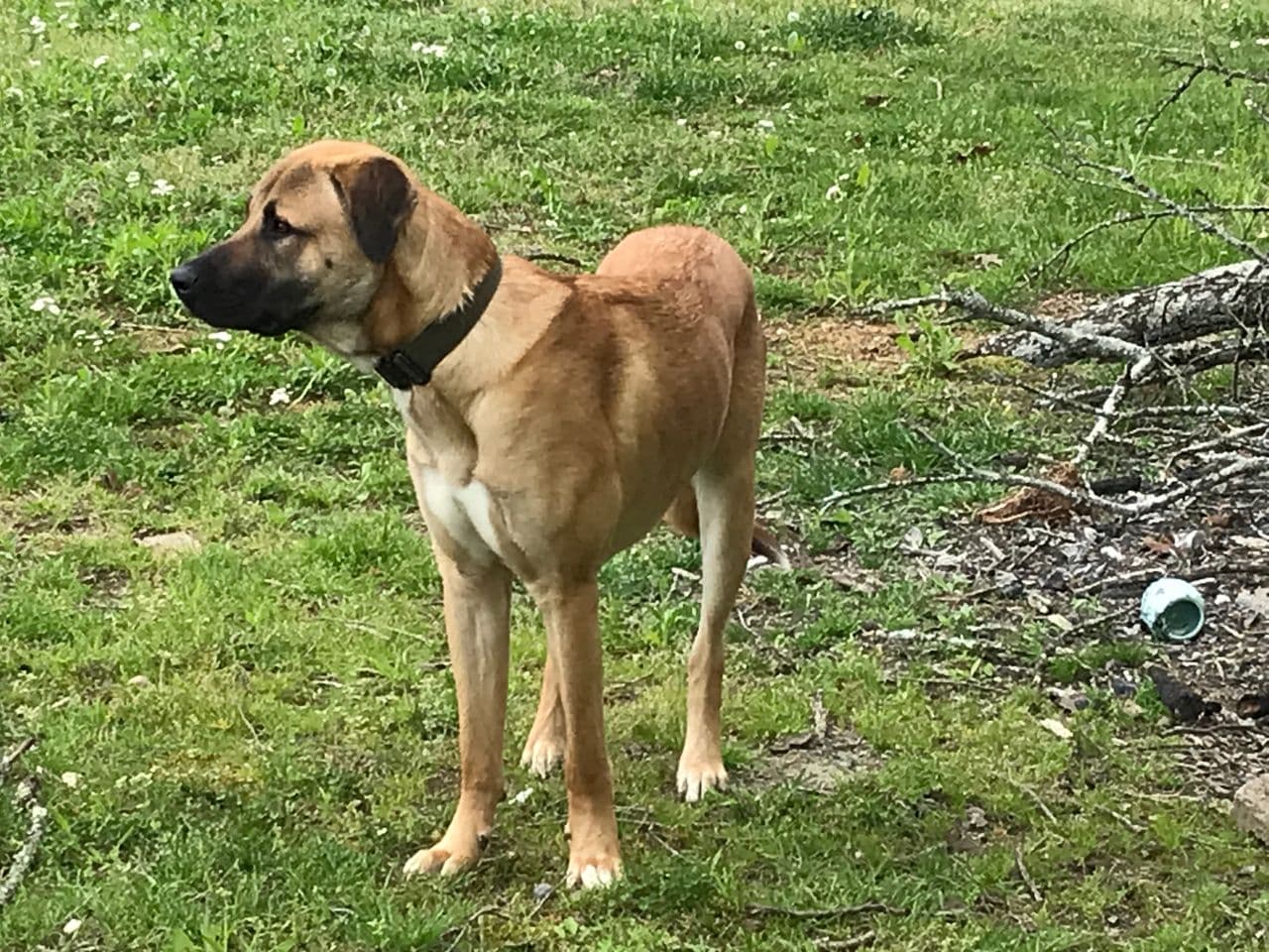 Pet travel photo 3