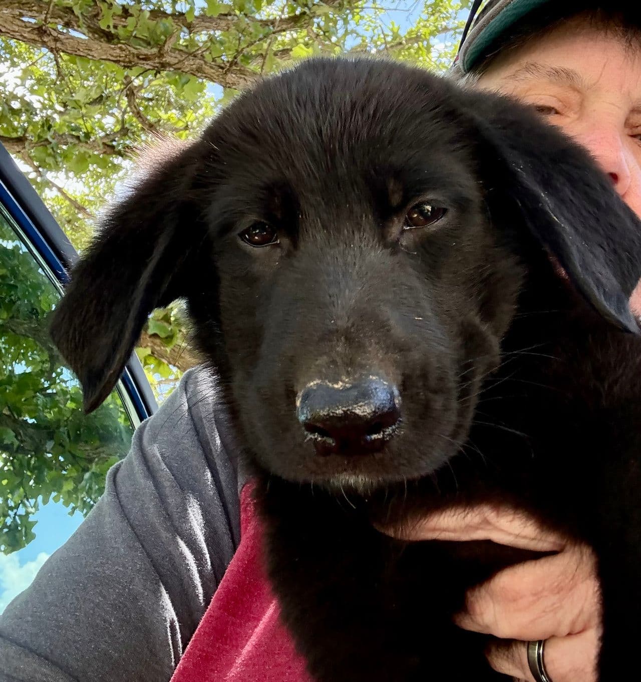 Pet travel photo 5