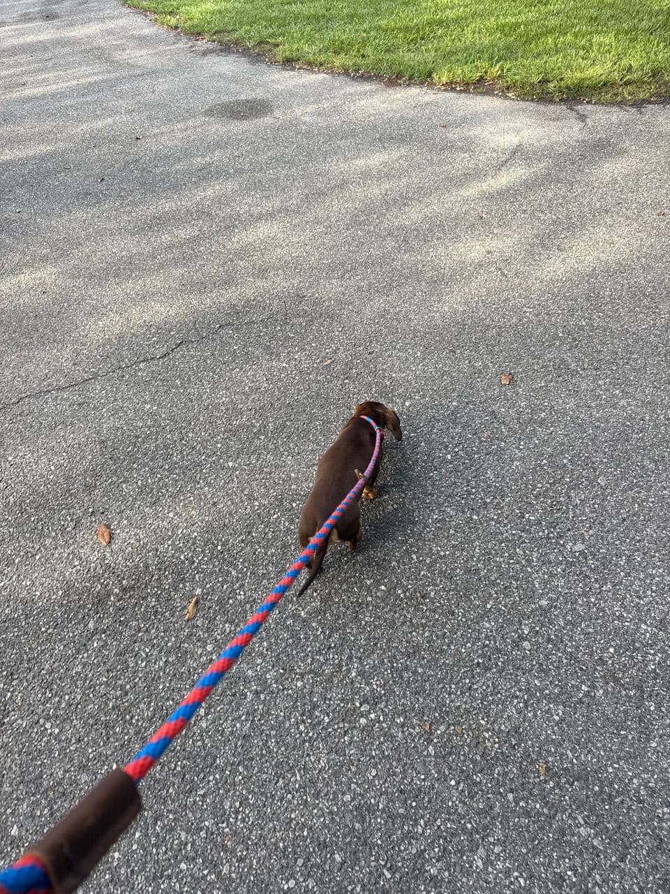 Pet travel photo 5