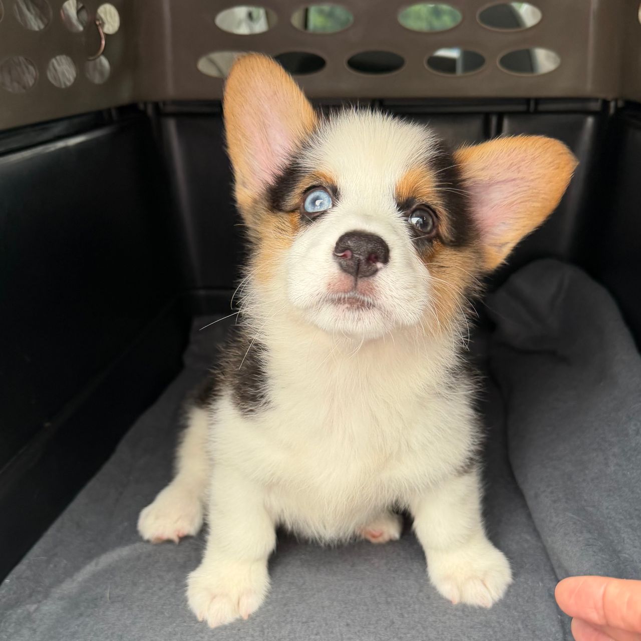 Pet travel photo 5