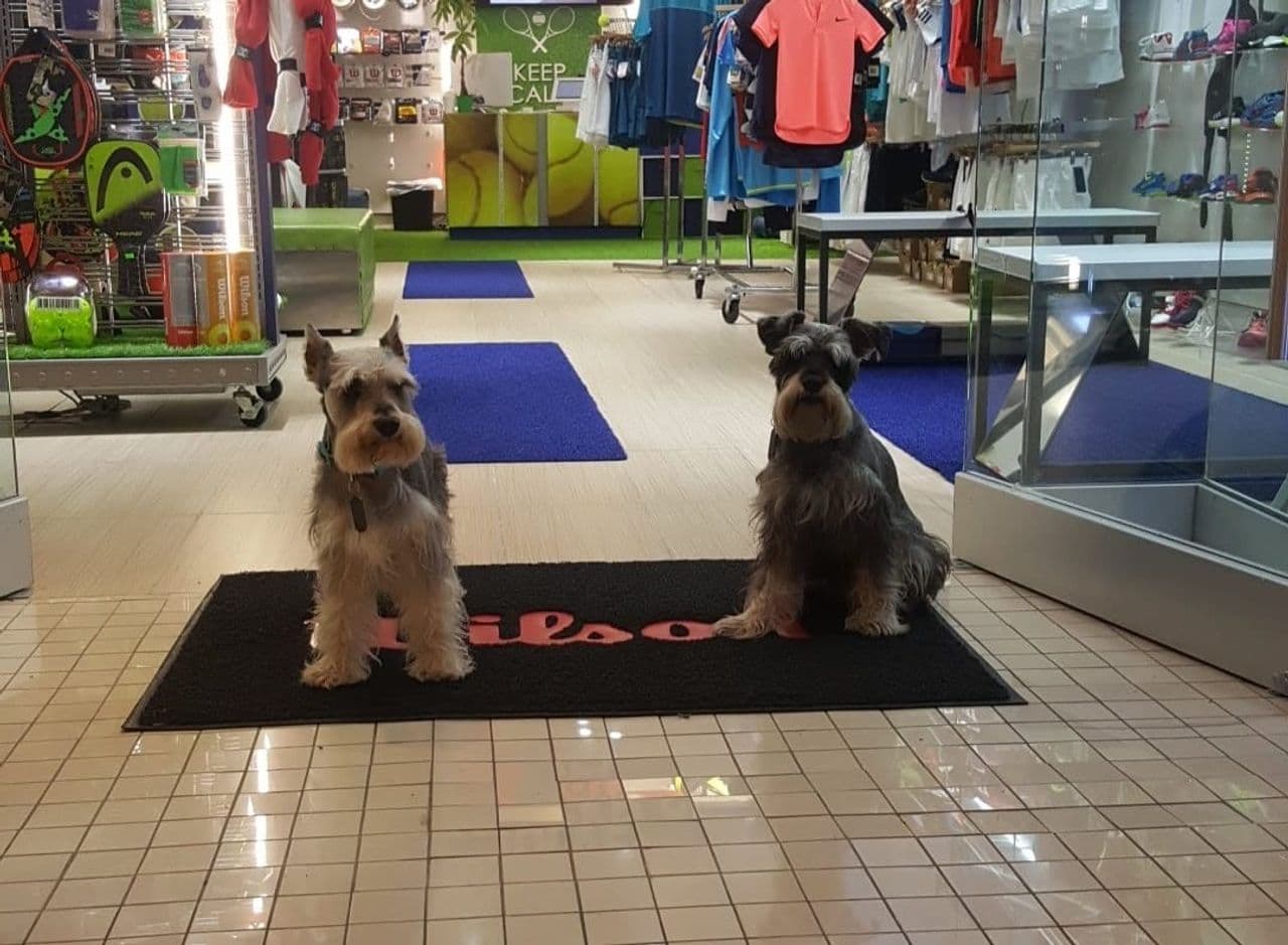 Pet travel photo 1