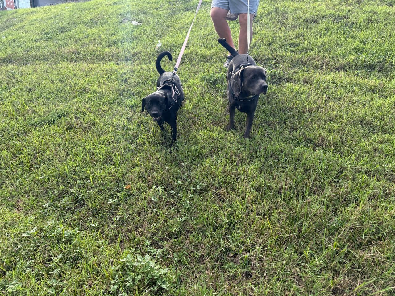 Pet travel photo 5