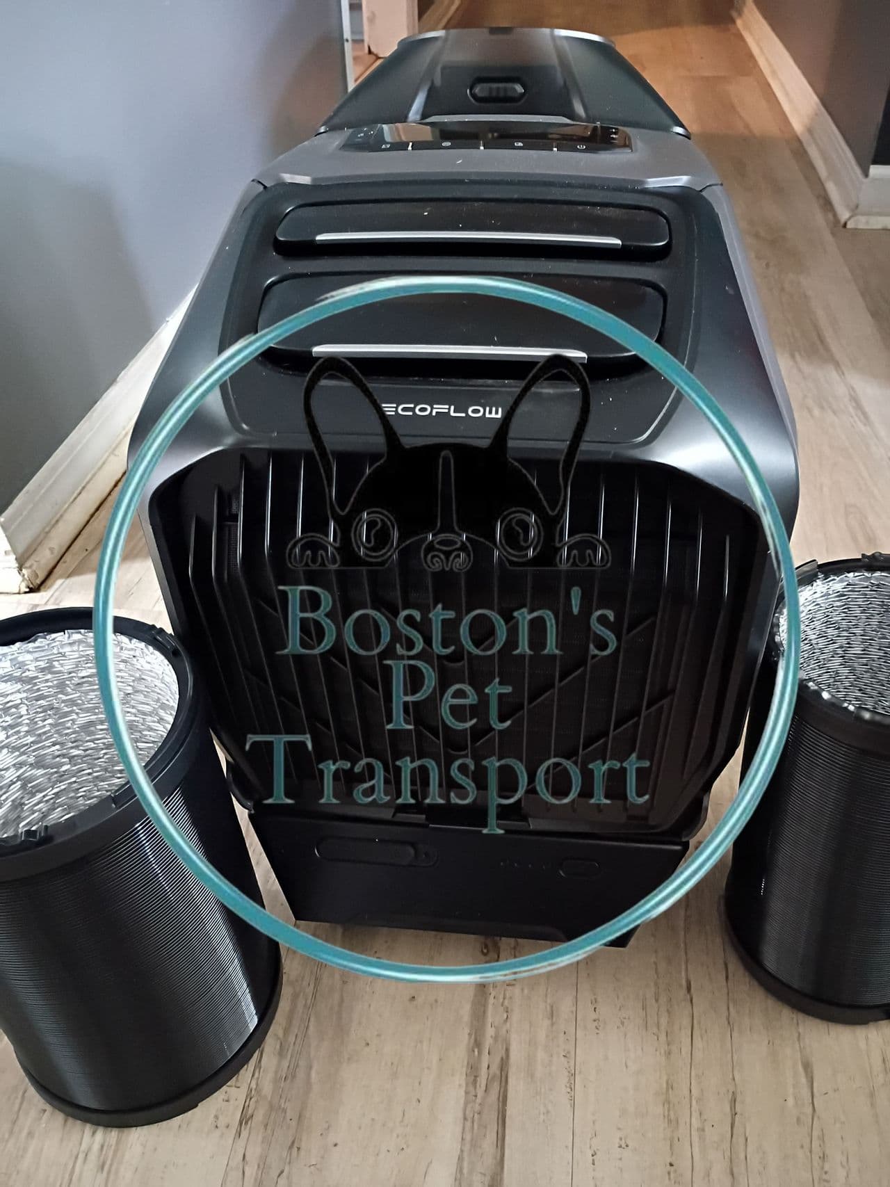 Pet travel photo 5