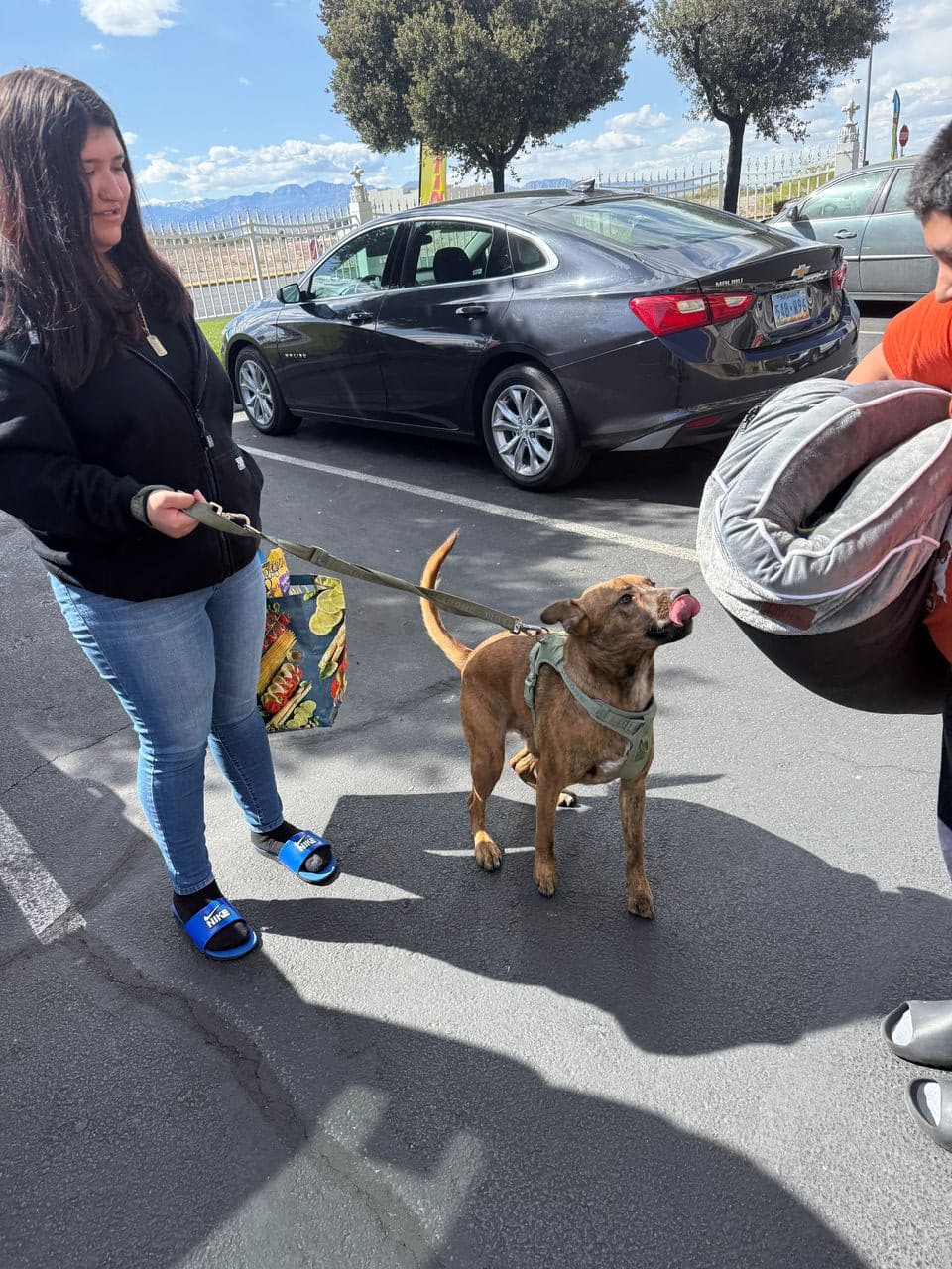 Pet travel photo 6
