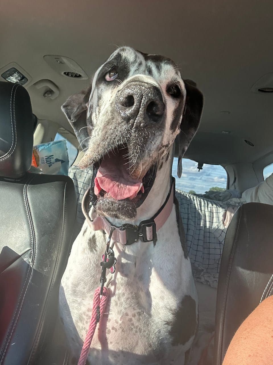 Pet travel photo 2