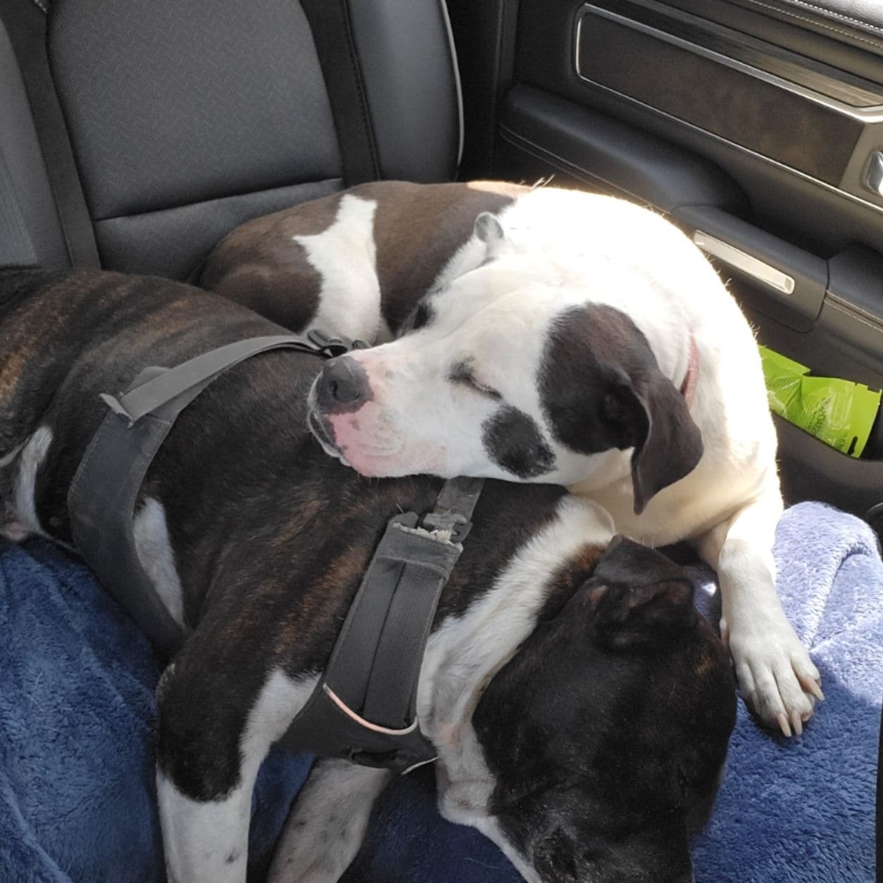 Pet travel photo 4