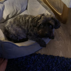 Yorkie / Poodle named Oscar