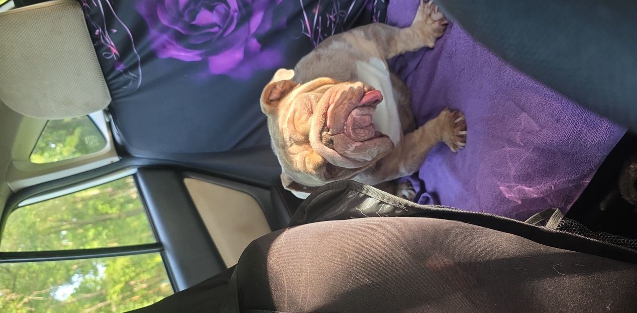 Pet travel photo 2