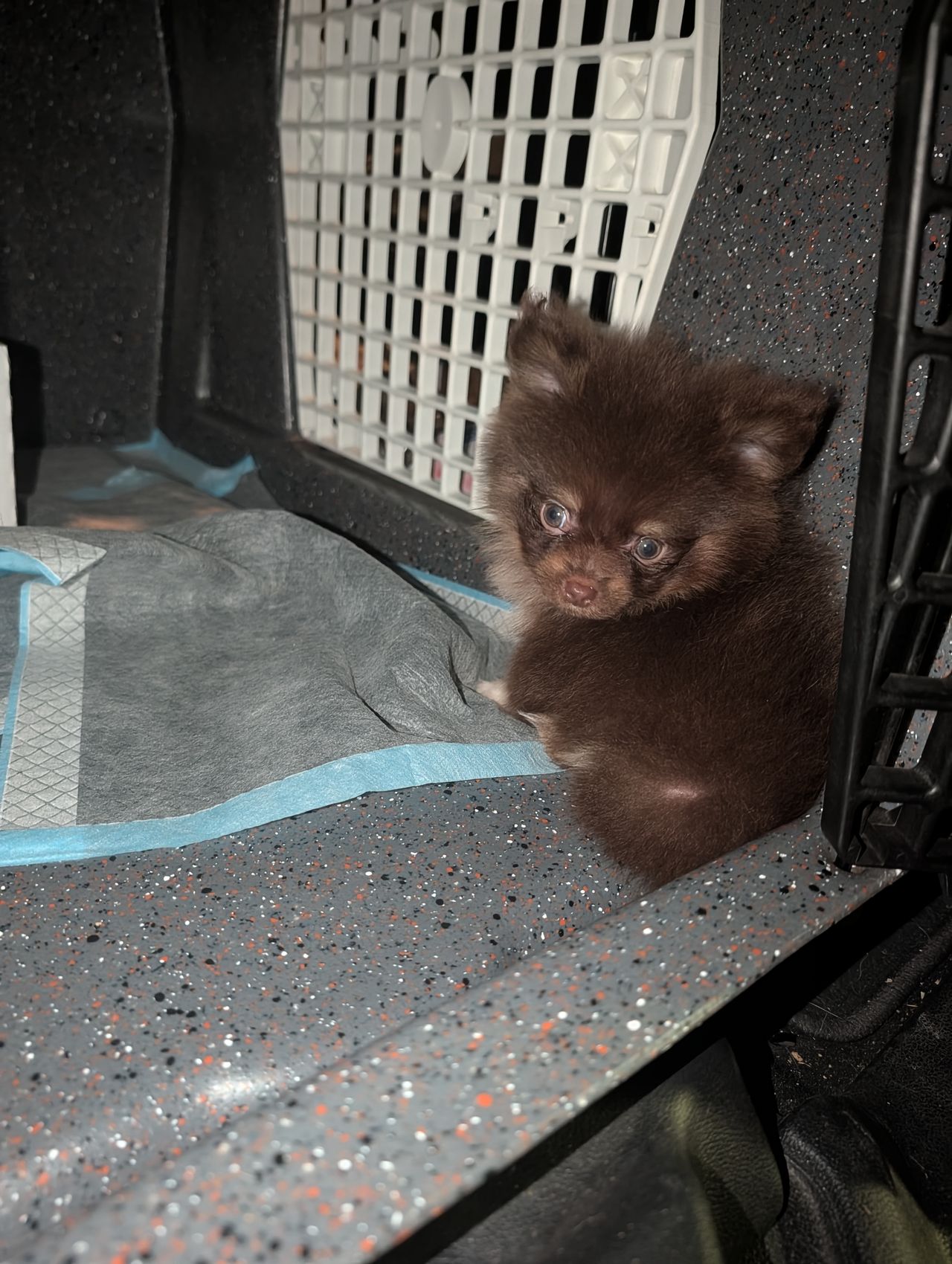 Pet travel photo 1