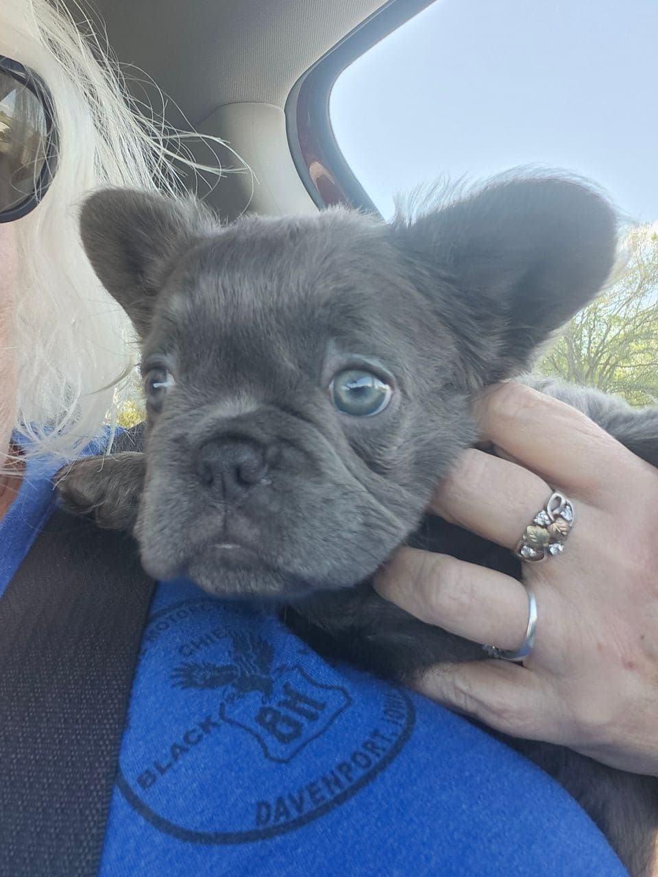 Pet travel photo 2
