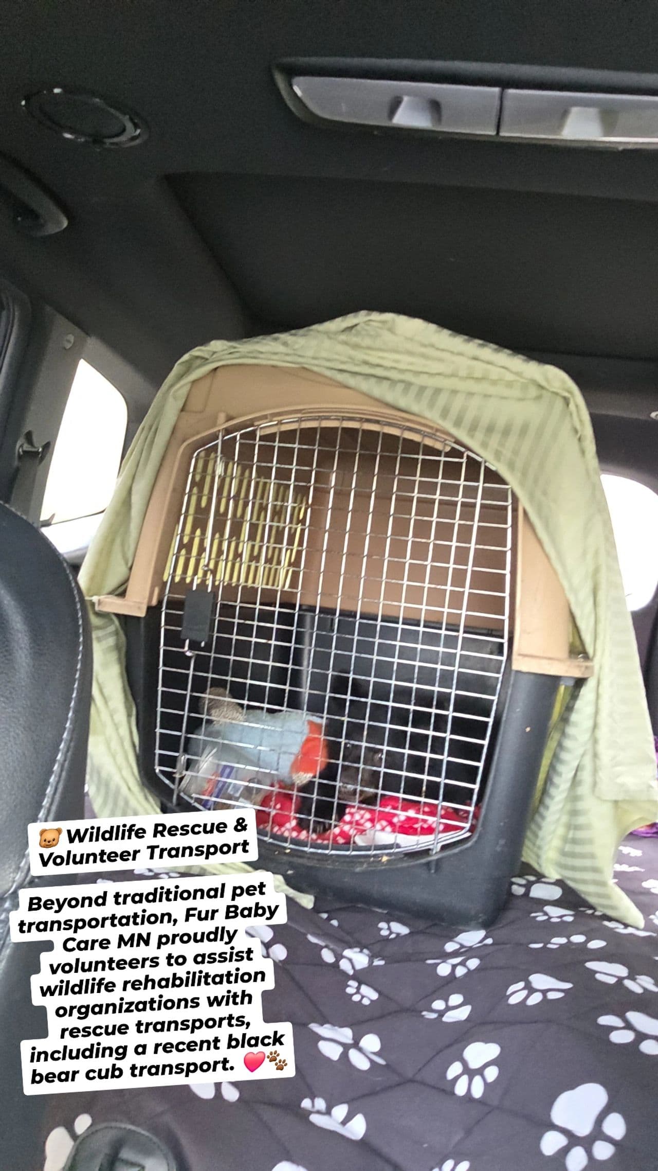 Pet travel photo 1