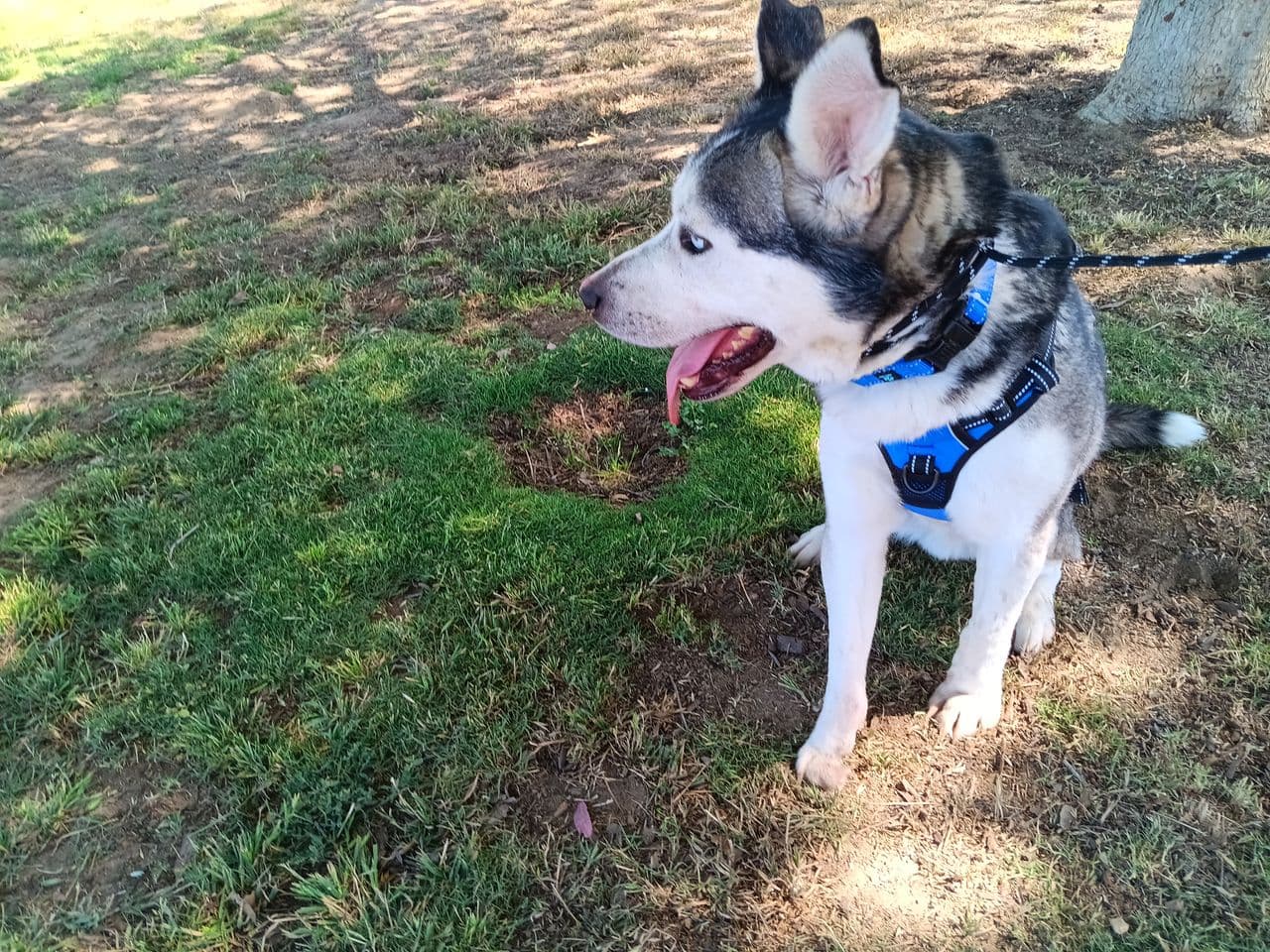 Pet travel photo 4