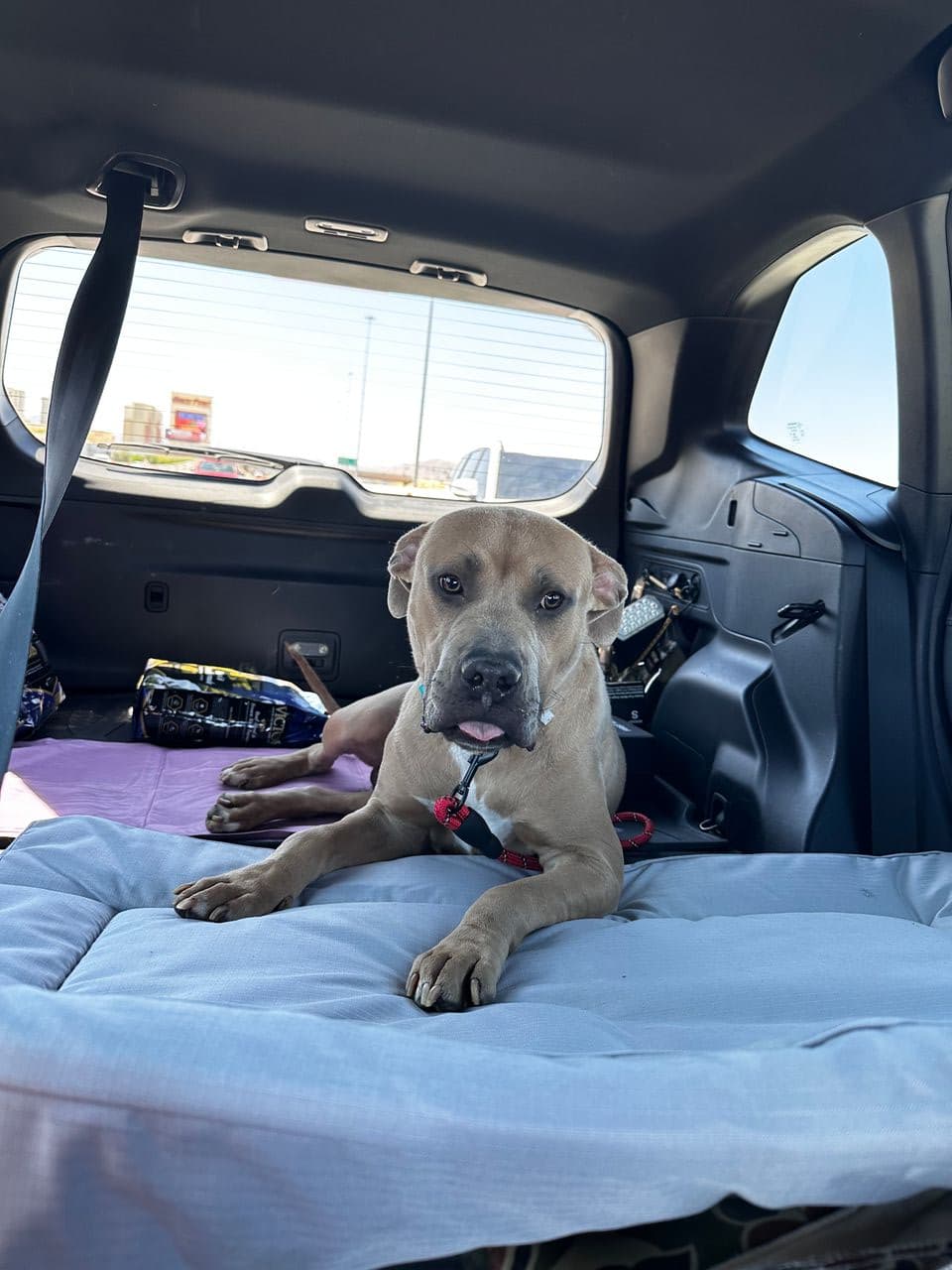 Pet travel photo 1