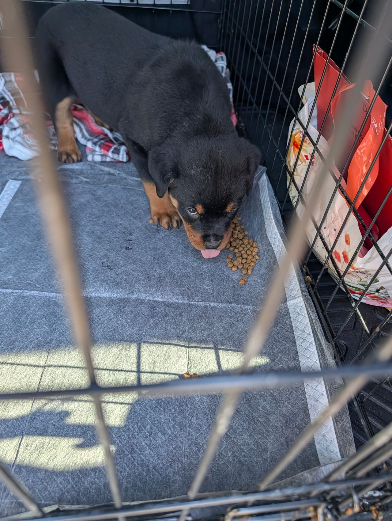 Pet travel photo 6
