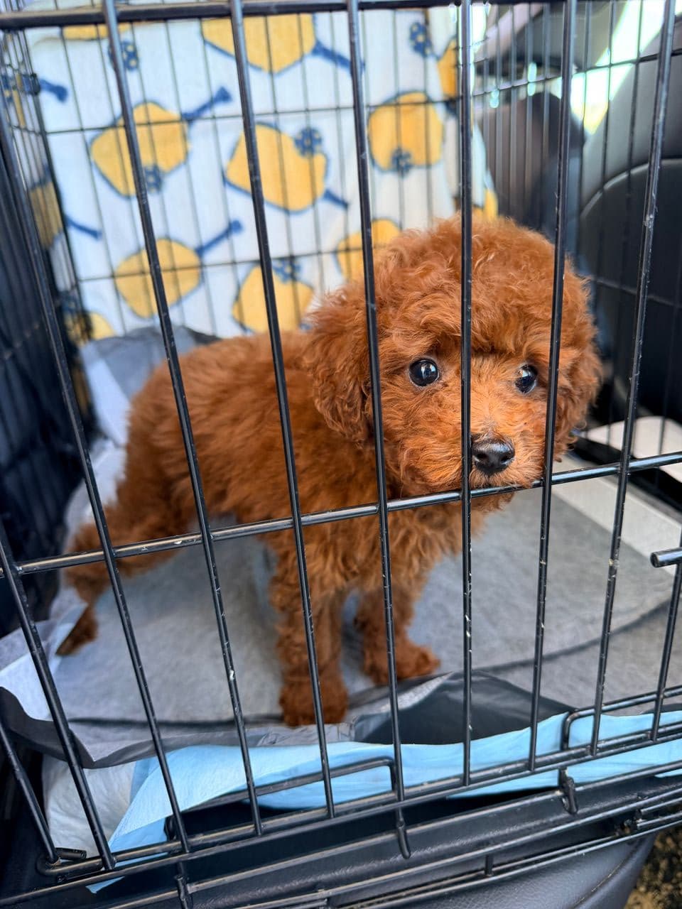 Pet travel photo 3