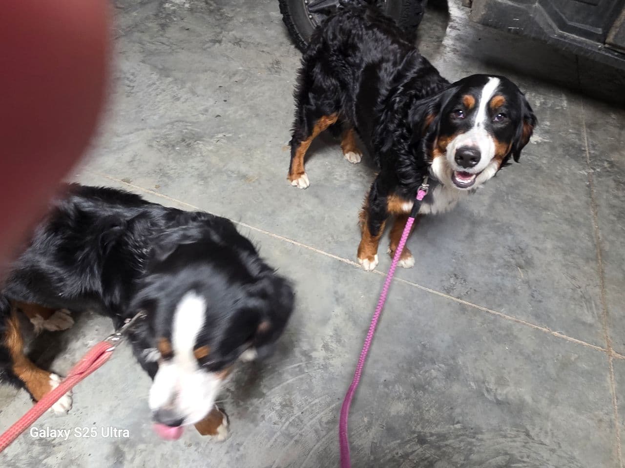 Pet travel photo 6