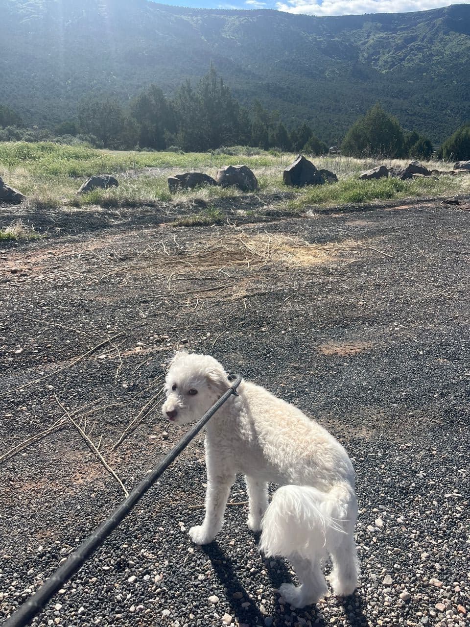 Pet travel photo 1