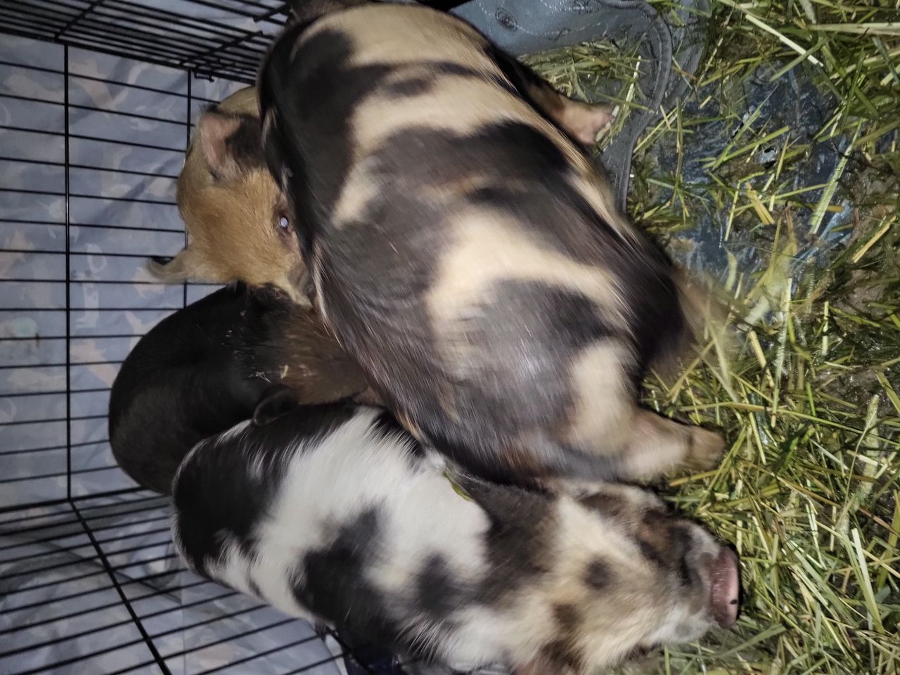 Pet travel photo 2
