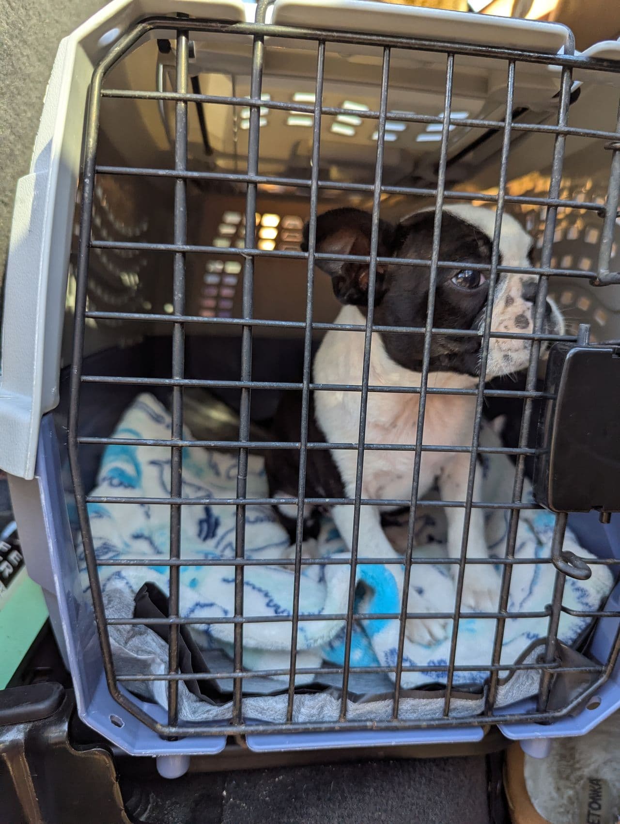 Pet travel photo 1