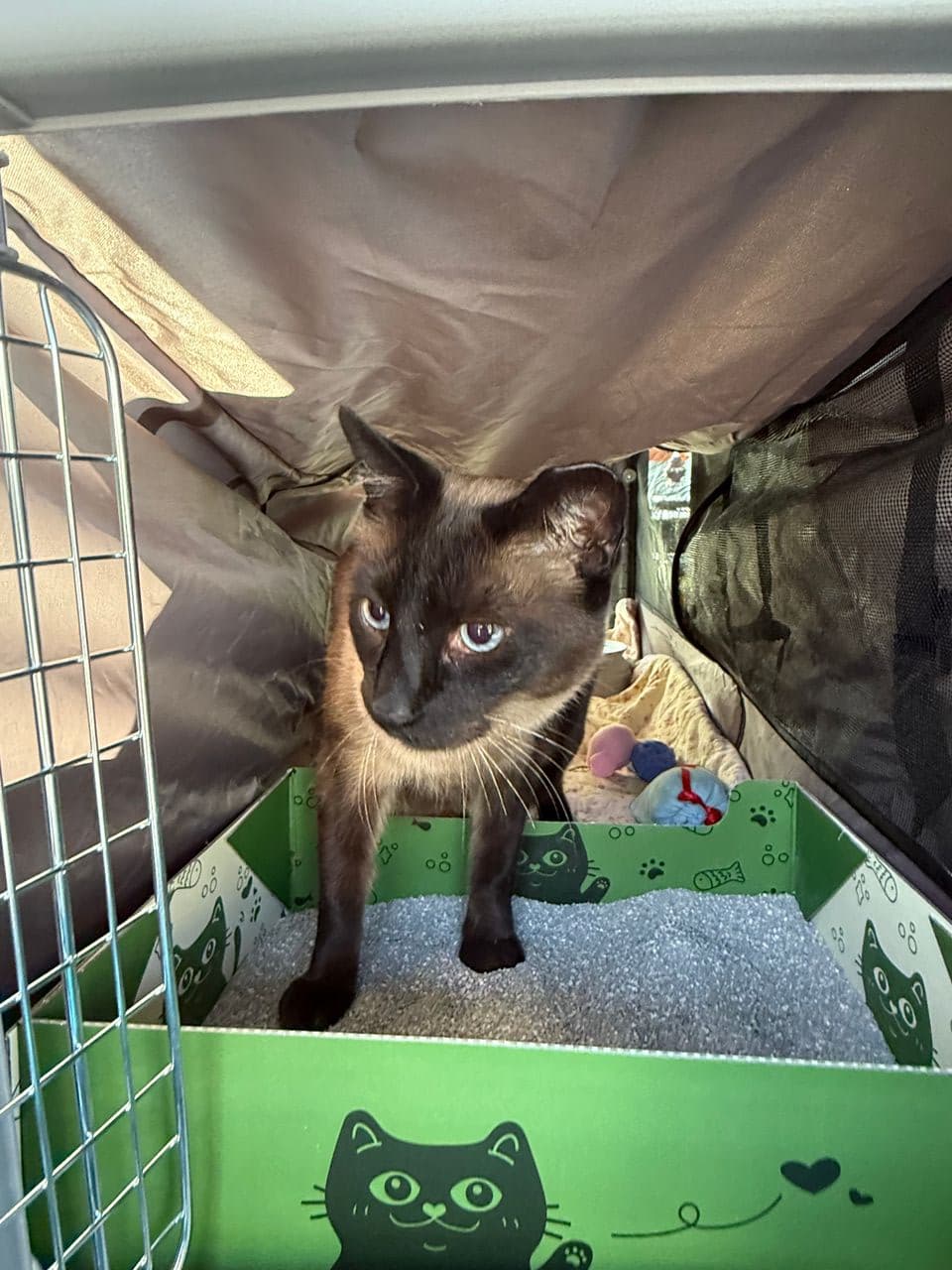 Pet travel photo 3